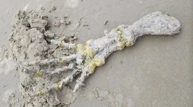 «Руку пришельца» выбросило на пляж в Бразилии