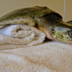 В США зимний шторм: парализованные игуаны падают с деревьев, спасатели вылавливают замерзших черепах