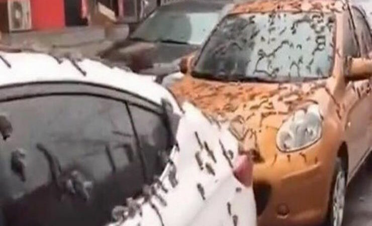 Дождь из червей прошел в Пекине