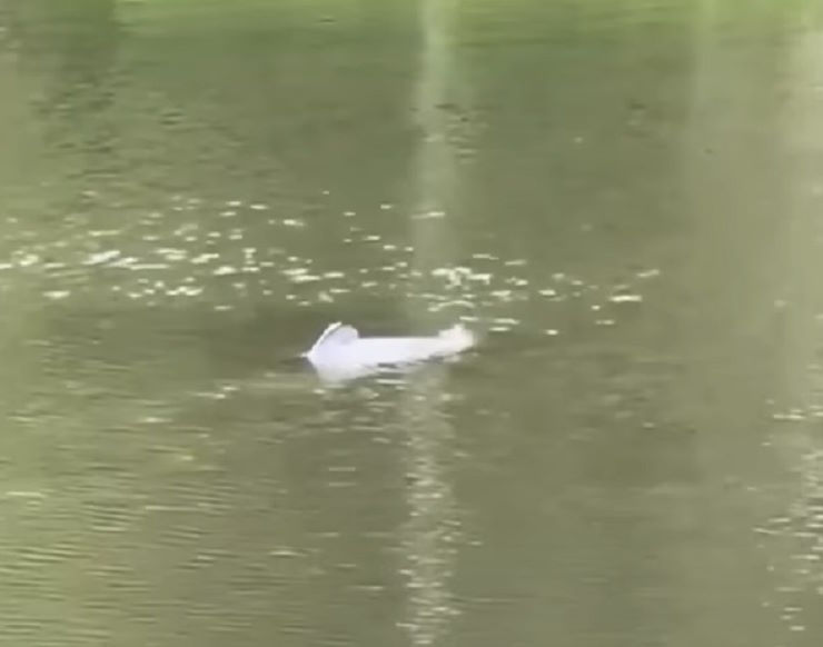 Таинственное существо запечатлели плавающим в лагуне Нового Орлеана