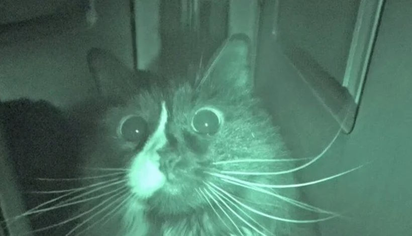 Почему кошки бегают по ночам: научные объяснения и особенности поведения