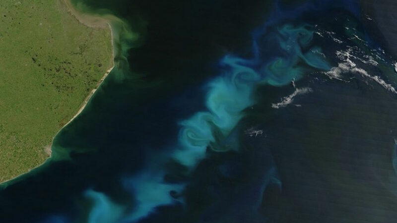 Ученые обнаружили у берегов Владивостока опасные водоросли, выделяющие «кислоту зомби»