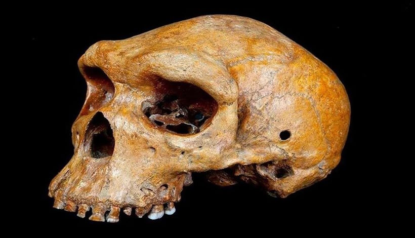 Загадка родезийского черепа: свидетельство древней технологии или инопланетное сафари?