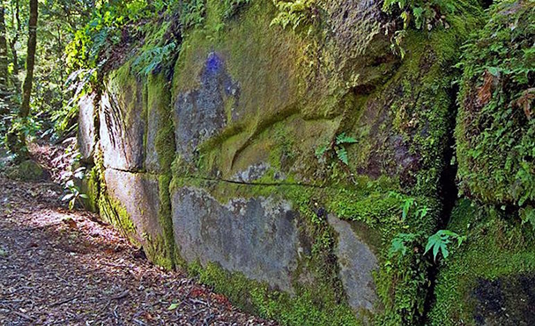 Таинственные руины в лесу Кайманава: загадка "Великой стены Новой Зеландии"
