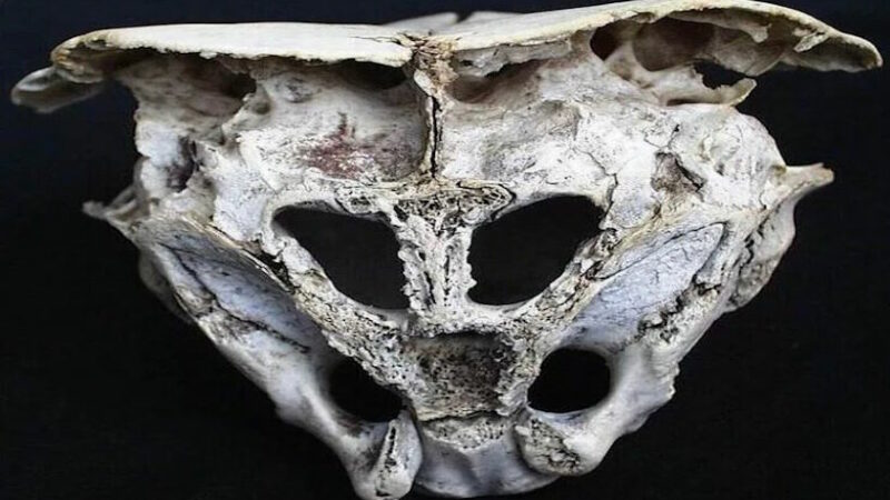 Исследователь побывал на предполагаемом месте крушения НЛО в Родопских горах и нашёл инопланетный череп?