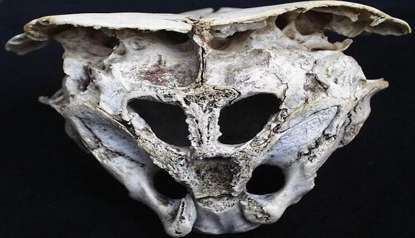 Исследователь побывал на предполагаемом месте крушения НЛО в Родопских горах и нашёл инопланетный череп?