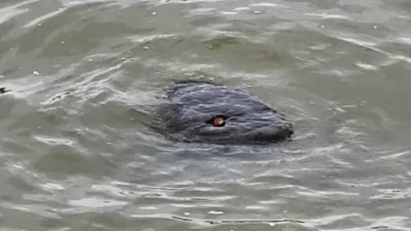 Неизвестное существо с красными глазами запечатлели в Темзе