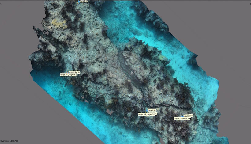 Изменение климата губит кораллы - может ли ИИ помочь защитить рифы?