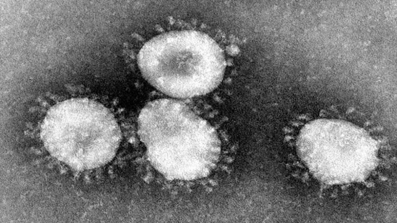 Что такое GX_P2V? Мутантный штамм коронавируса убивает гуманизированных мышей в течение 8 дней [исследование]