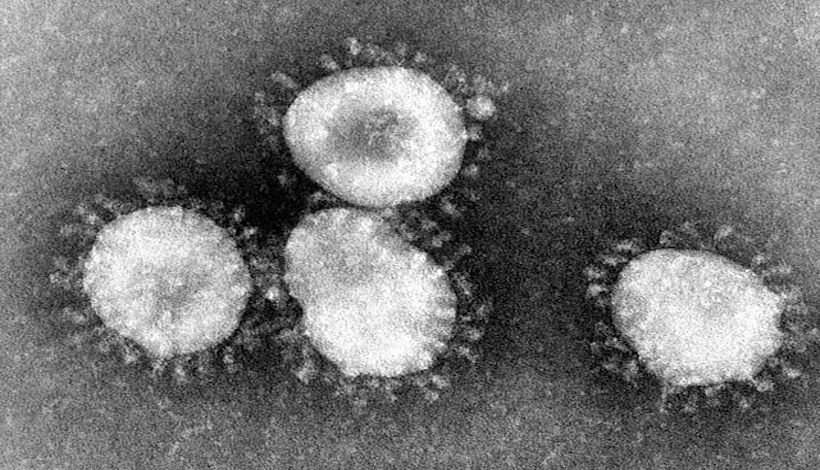 Что такое GX_P2V? Мутантный штамм коронавируса убивает гуманизированных мышей в течение 8 дней [исследование]