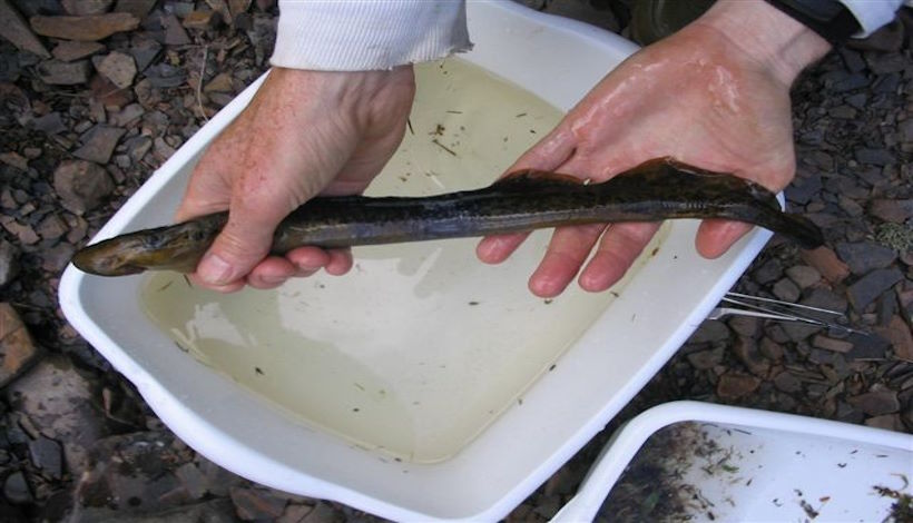 2 новых вида древних рыб, похожих на угрей, обнаружены в реке Напа и ручье Аламеда 