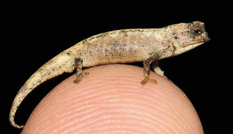 Микрочудеса природы: Ученые рассказывают о самых крошечных видах в мире, от нанохамелеонов до миниатюрных лягушек