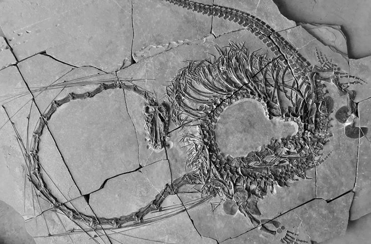 В Китае археологи обнаружили останки "дракона" возрастом 240 миллионов лет.