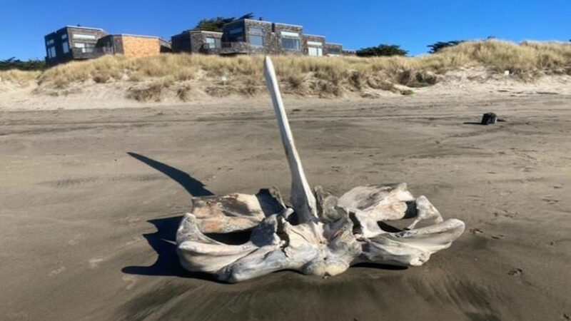 Череп гигантского морского существа был найден на пляже в США