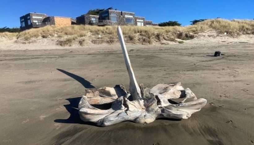 Череп гигантского морского существа был найден на пляже в США