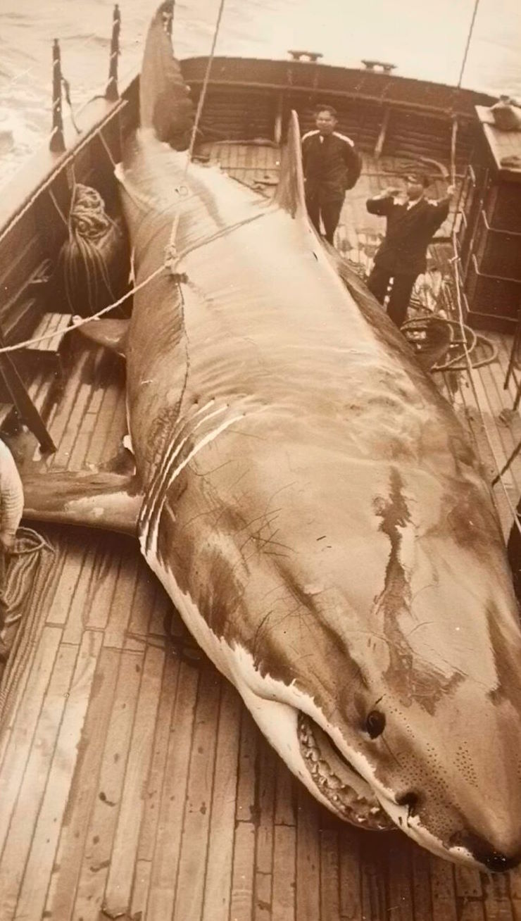 Капитан Джек Росс и его команда поймали живого мегалодона в 1937 году (ФОТО)