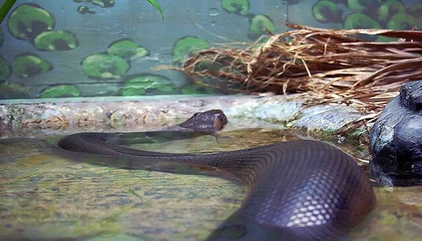 Восьмиметровая анаконда: самая большая змея в мире, застреленная охотниками
