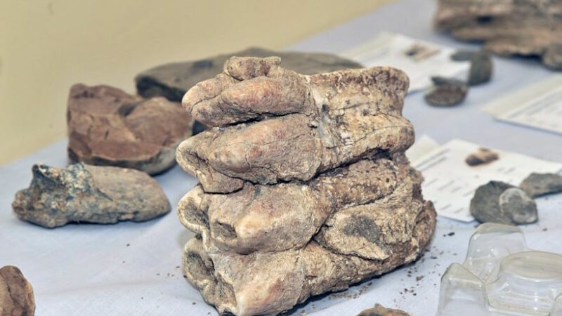 Зуб мастодонта ледникового периода найден на пляже Северной Калифорнии, но вскоре после обнаружения пропал