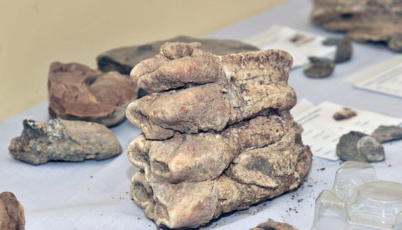 Зуб мастодонта ледникового периода найден на пляже Северной Калифорнии, но вскоре после обнаружения пропал