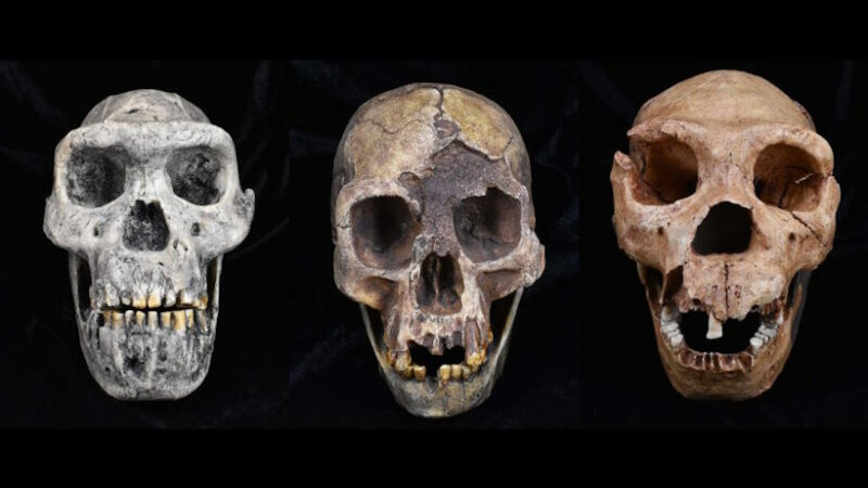 Эволюция древнего человека «не имеет аналогов» в природе