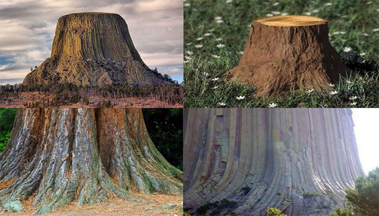 "Столовые горы - это кремневые пни?": Огромные деревья как часть плана по терраформированию Земли