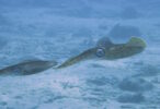 Чрезвычайно редкое нападение глубоководного кальмара на глубине 1 026 метров снято на камеру