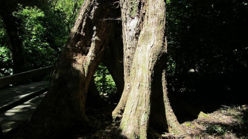 Энт из “Властелина колец”? Ходячее дерево” в Новой Зеландии возвышается на 100 футов, как одинокий выживший житель затерянного леса 150-летней давности