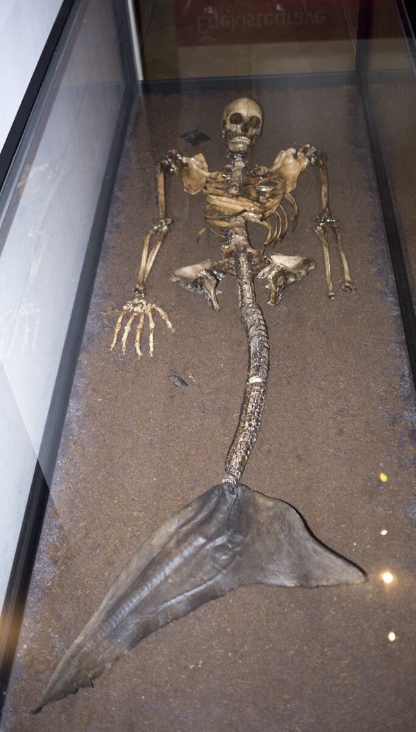 Скелет русалки из Азии обнаружен в Дании? Экспонат музея Копенгагена