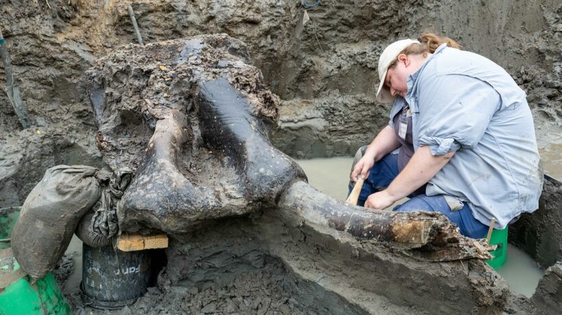 Огромный череп и кости мастодонта возрастом 13 600 лет обнаружены в Айове