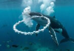 Киты-собеседники: как океанские гиганты раскрывают тайны внеземного разума