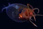 Призрак глубин: впервые снят на видео загадочный колоссальный кальмар