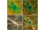 Темная энергия: постоянная или изменчивая? Суперкомпьютерные симуляции бросают вызов стандартной модели Вселенной