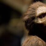 Люси: Как одна находка переписала историю человечества