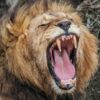 Львиное рычание оказалось сложнее, чем думали ученые. Открыт новый тип рыка