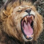 Львиное рычание оказалось сложнее, чем думали ученые. Открыт новый тип рыка