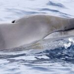 Впервые в объективе: Таинственные клюворылые киты с бивнями показались ученым