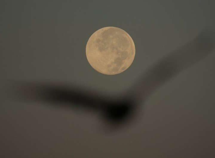 Годовая суперлуна: ноябрьская Луна приблизится к Земле на минимальное расстояние