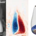 Древний компас: Ученые нашли следы биологического GPS возрастом 97 миллионов лет