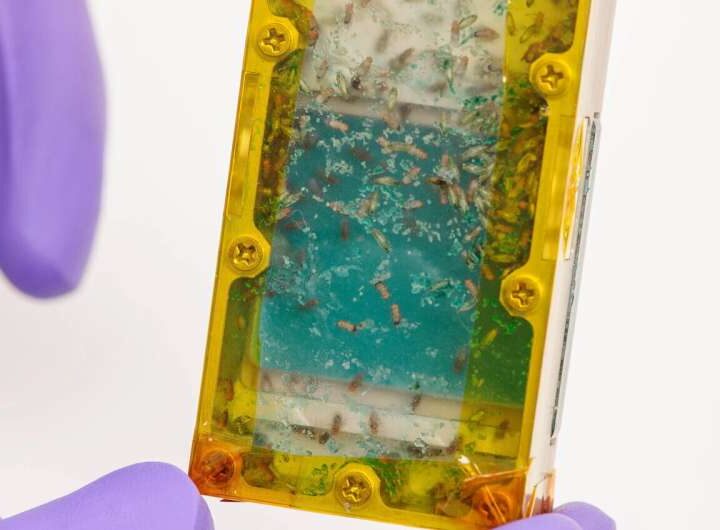 Насекомые на космической миссии: полезные и питательные