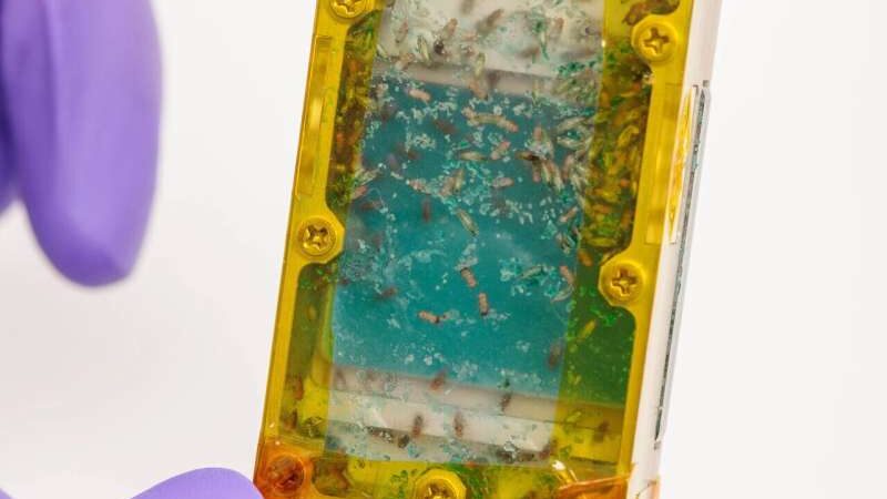 Насекомые на космической миссии: полезные и питательные