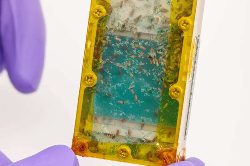 Насекомые на космической миссии: полезные и питательные Насекомые на космической миссии: полезные и питательные