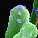 Неожиданный помощник: ядовитое вещество с Марса укрепит космические кирпичи