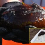 «Инопланетянин» с пляжа: британский мальчик нашёл редкого морского «зайца»