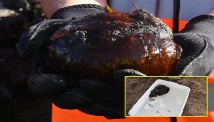 «Инопланетянин» с пляжа: британский мальчик нашёл редкого морского «зайца»