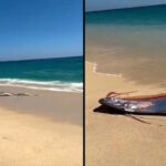 «Рыбы Судного дня» выходят на поверхность: новая волна тревоги после sightings в Калифорнии, Мексике и Вьетнаме