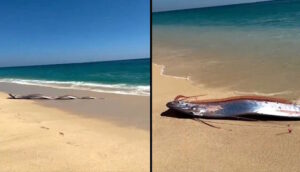 «Рыбы Судного дня» выходят на поверхность: новая волна тревоги после sightings в Калифорнии, Мексике и Вьетнаме