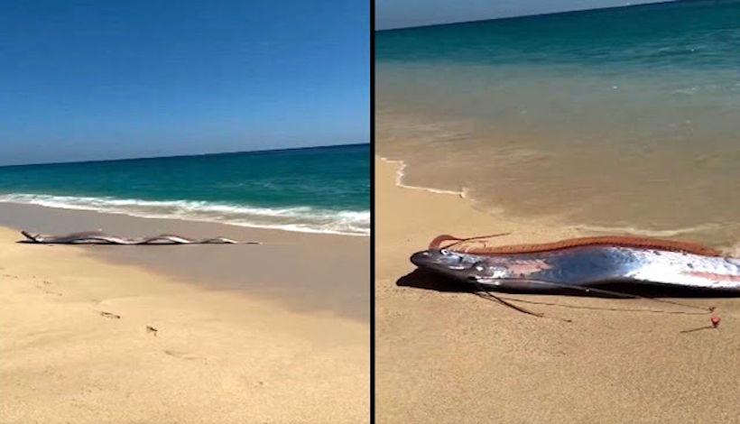 «Рыбы Судного дня» выходят на поверхность: новая волна тревоги после sightings в Калифорнии, Мексике и Вьетнаме