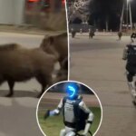 Робот-свинопас против кабанов-оккупантов: как человекоподобный дрон пытается спасти Варшаву
