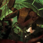 Не только двуногие и двусмысленные: 17 инопланетян, которых вы точно не захотите обнять