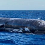 Четыре дня в океане: Starship V3 от SpaceX доказал, что он не только летает, но и держится на плаву